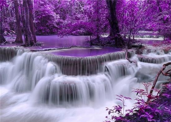 紫色仙境